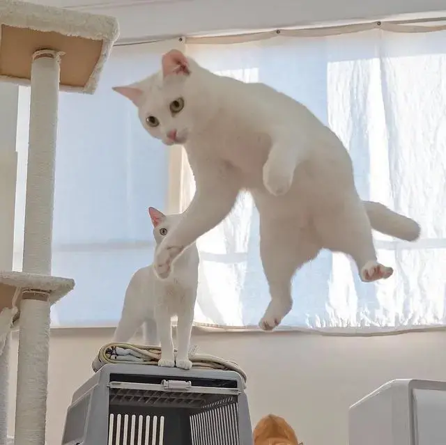 铲屎官养猫的生活小窍门,如何让猫咪少生病?(图2)