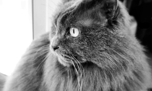 俄罗斯的猫被“制裁”了?(图1)