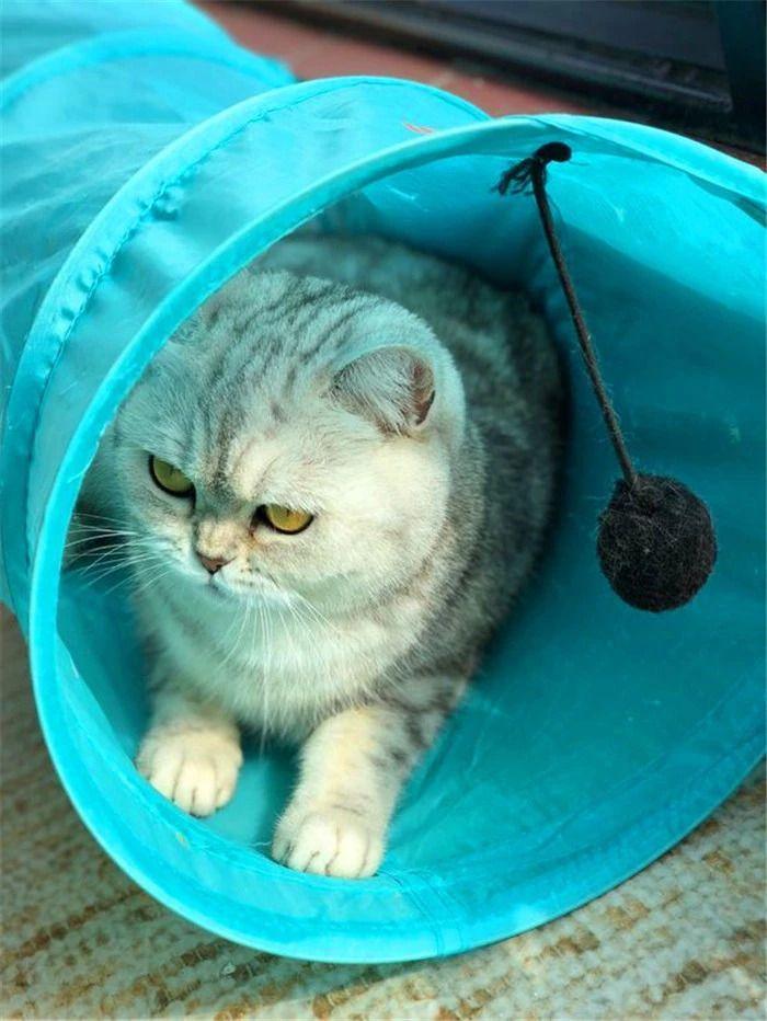 猫咪绝育要注意这四点,出现肺水肿很危险(图1)