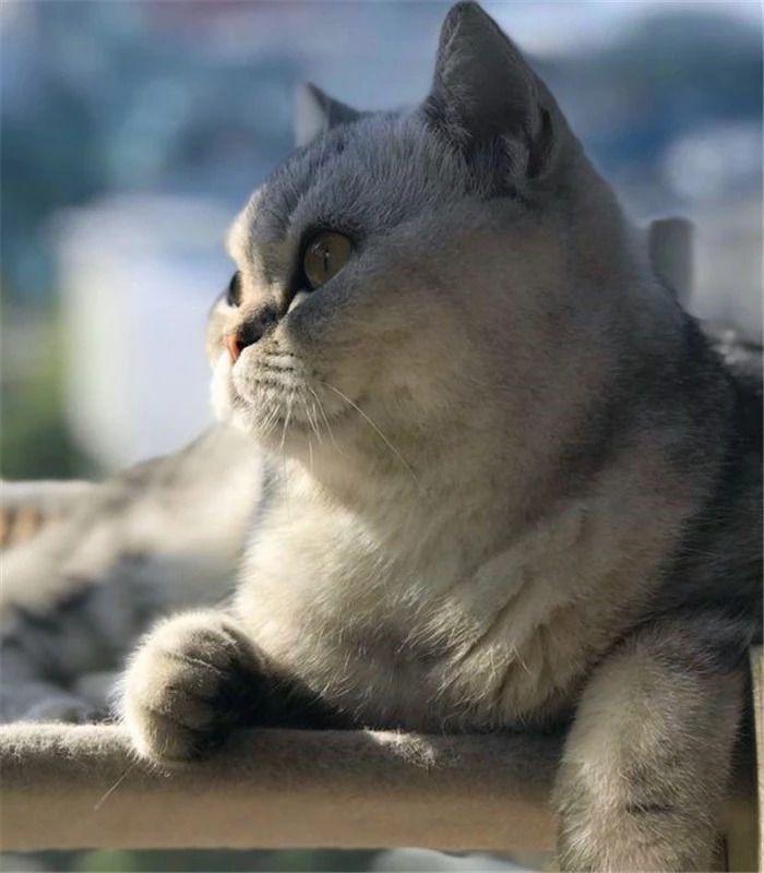 猫咪绝育要注意这四点,出现肺水肿很危险(图2)