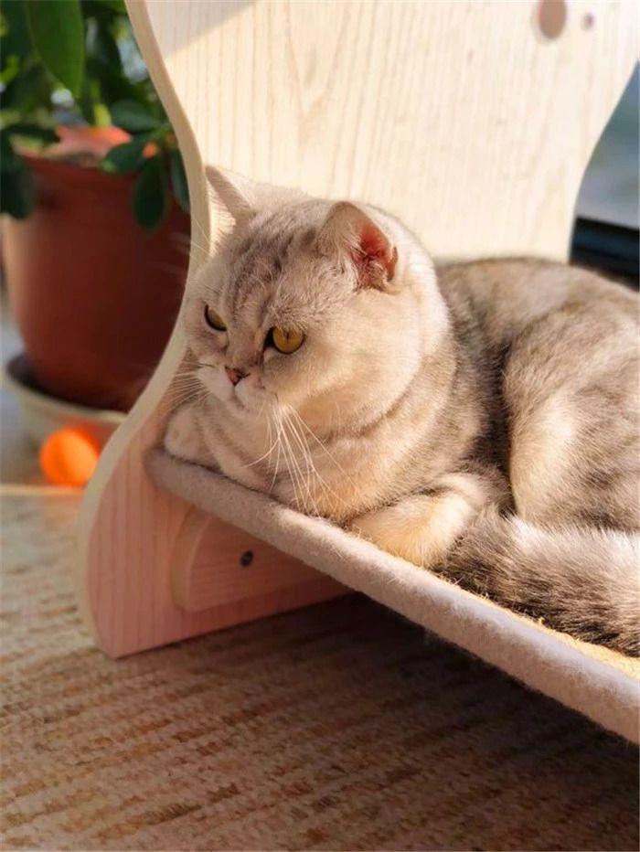 猫咪绝育要注意这四点,出现肺水肿很危险(图3)