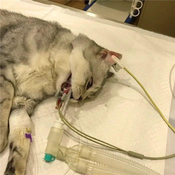 猫咪绝育要注意这四点,出现肺水肿很危险(图6)