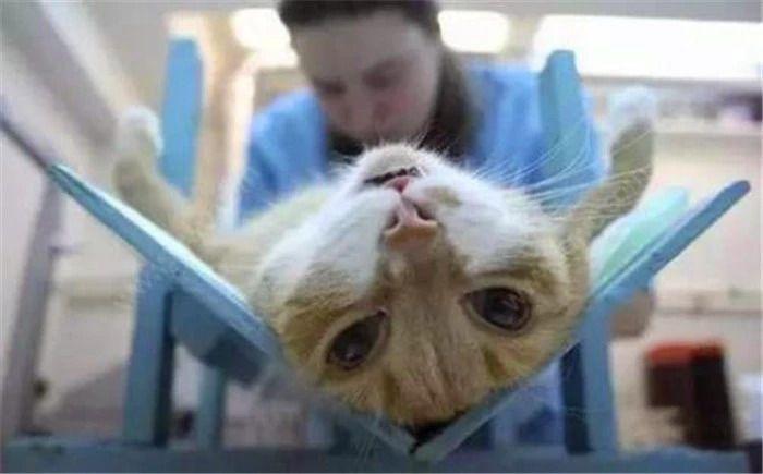 猫咪绝育要注意这四点,出现肺水肿很危险(图5)