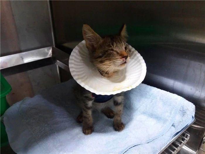 猫咪绝育要注意这四点,出现肺水肿很危险(图10)