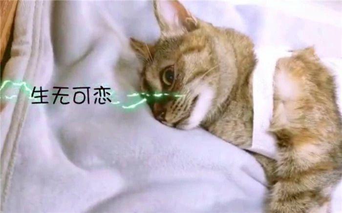 猫咪绝育要注意这四点,出现肺水肿很危险(图11)