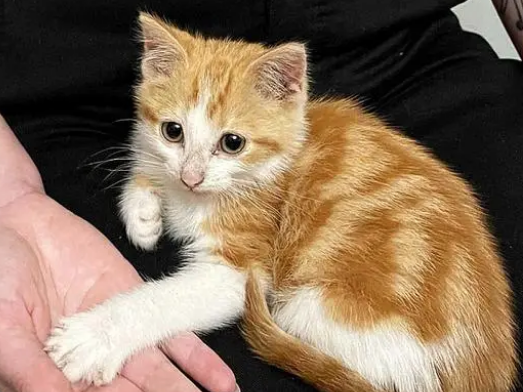 收养的流浪猫喂了9年都不亲人(图2)