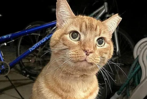 收养的流浪猫喂了9年都不亲人(图1)