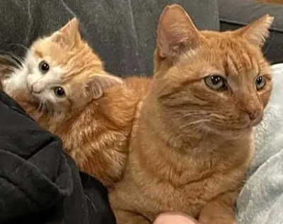 收养的流浪猫喂了9年都不亲人(图3)