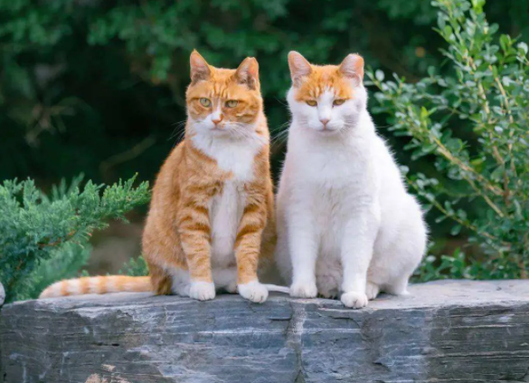 养了三年半的猫了,现在家里三只,巅峰时期十二只(图1)