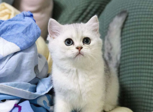 养了三年半的猫了,现在家里三只,巅峰时期十二只(图2)