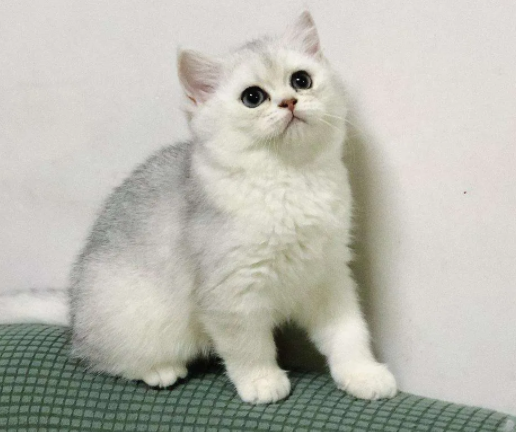 养了三年半的猫了,现在家里三只,巅峰时期十二只(图3)