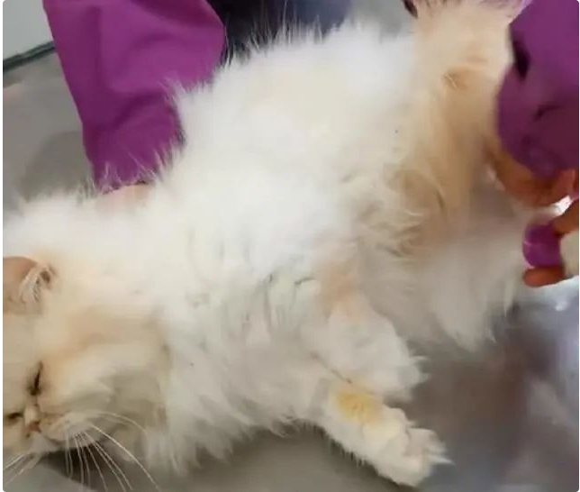 地铁口放着一只猫咪,看清长相后好奇:名贵加菲猫也有人丢?(图1)