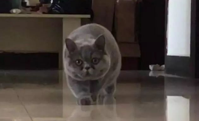 蓝猫看到主人在给它拍照,马上走出六亲不认的步伐(图1)