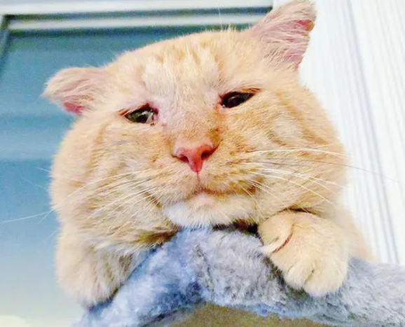 橘猫流浪6年,眼神沧桑,却“电”到好主人(图1)