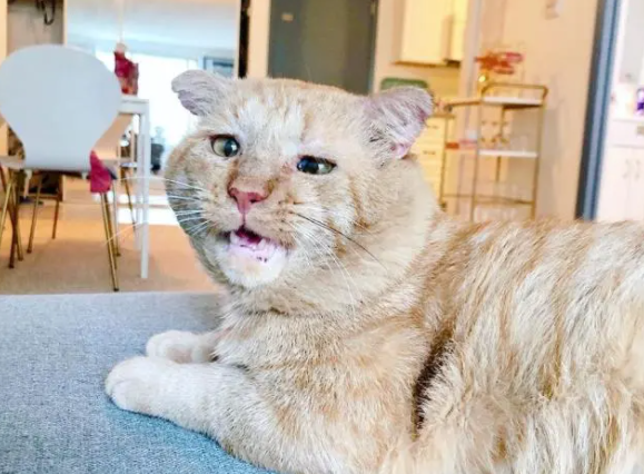 橘猫流浪6年,眼神沧桑,却“电”到好主人(图4)