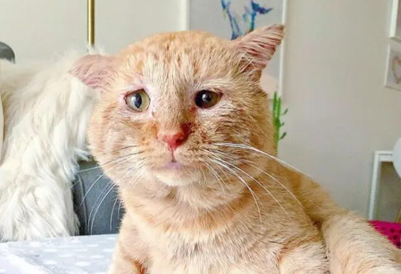 橘猫流浪6年,眼神沧桑,却“电”到好主人(图2)