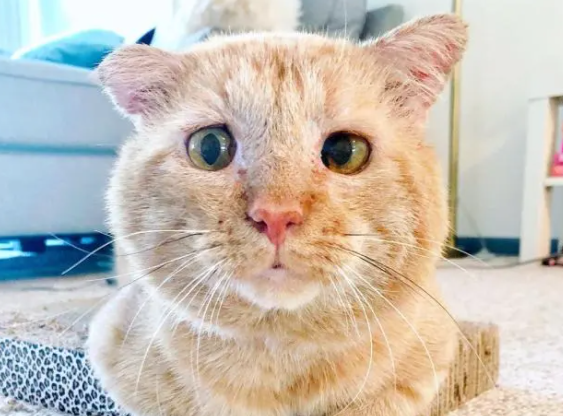 橘猫流浪6年,眼神沧桑,却“电”到好主人(图3)