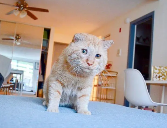 橘猫流浪6年,眼神沧桑,却“电”到好主人(图5)