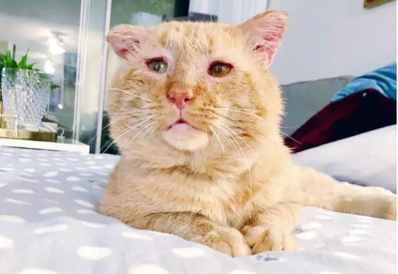 橘猫流浪6年,眼神沧桑,却“电”到好主人(图7)