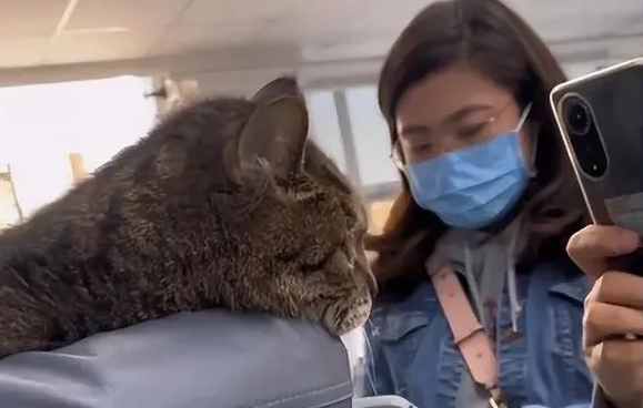 女子医院遇23岁高龄猫咪,面对众人抚摸全程淡定:是见过世面的猫(图1)