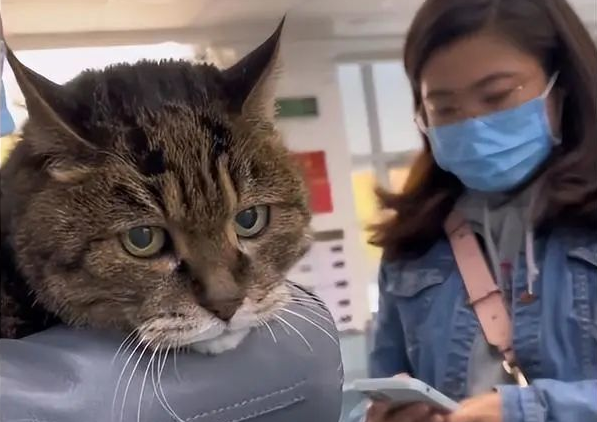 女子医院遇23岁高龄猫咪,面对众人抚摸全程淡定:是见过世面的猫(图2)
