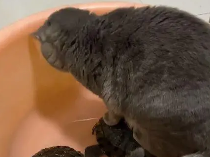 猫咪站在养乌龟的盆里,女子凑近后语塞(图2)