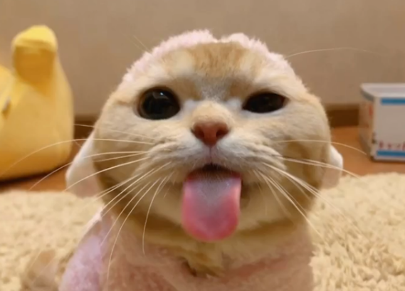 主人的这个部位,最好别让猫咪蹭(图1)