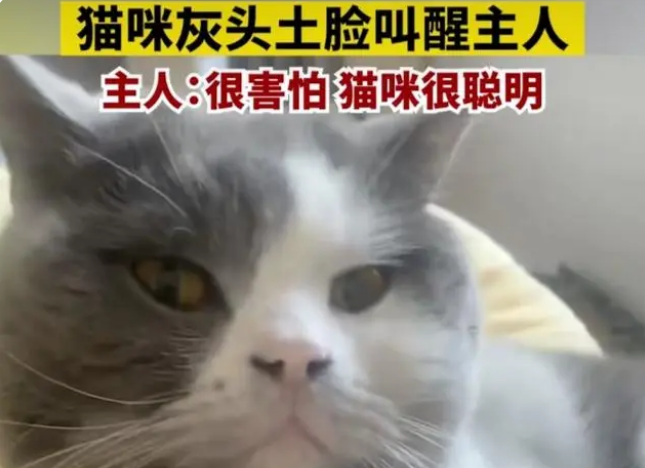 感动!郑州一女士家中着火,猫咪一个举动救了她(图1)