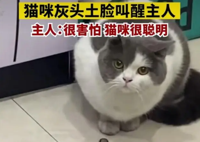 感动!郑州一女士家中着火,猫咪一个举动救了她(图2)