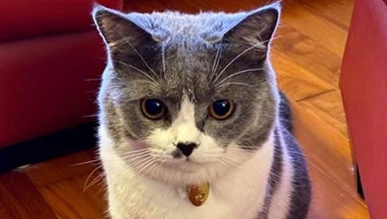 铲屎官担心小猫被欺负,没成想初见面它就礼数周全(图1)