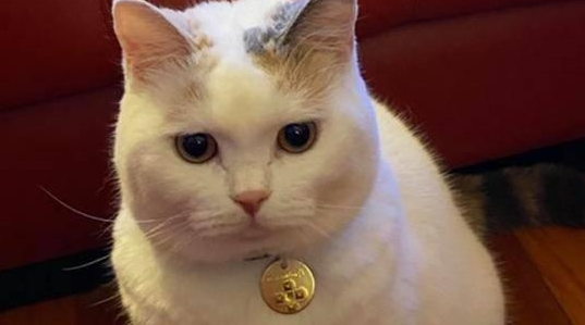 铲屎官担心小猫被欺负,没成想初见面它就礼数周全(图2)