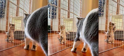 铲屎官担心小猫被欺负,没成想初见面它就礼数周全(图6)