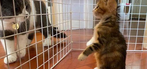 铲屎官担心小猫被欺负,没成想初见面它就礼数周全(图5)