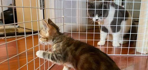 铲屎官担心小猫被欺负,没成想初见面它就礼数周全(图4)