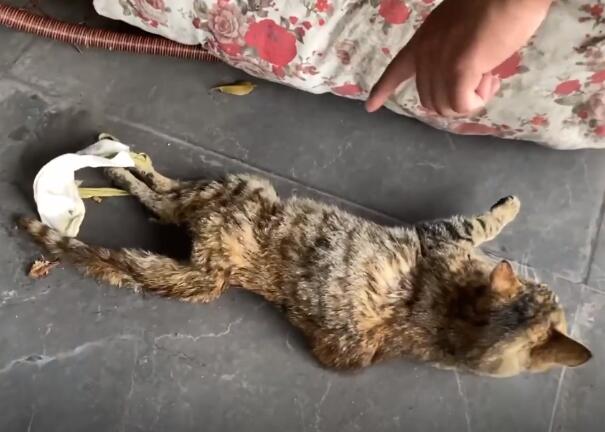 上海:出了车祸还被人扔河里的流浪猫,忍痛喵喵叫的猫咪,却保留着对人的信任(图2)