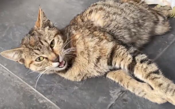 上海:出了车祸还被人扔河里的流浪猫,忍痛喵喵叫的猫咪,却保留着对人的信任(图3)
