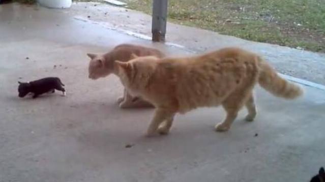 小奶狗碰到两只体型超大的猫咪,幸亏狗妈妈及时赶到,太霸气了!(图1)