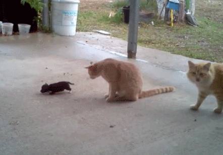 小奶狗碰到两只体型超大的猫咪,幸亏狗妈妈及时赶到,太霸气了!(图2)