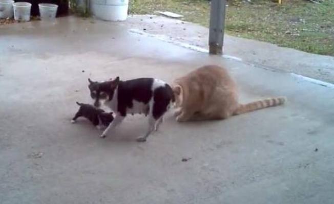 小奶狗碰到两只体型超大的猫咪,幸亏狗妈妈及时赶到,太霸气了!(图3)