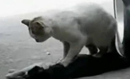 流浪猫抢救同伴一小时 猫咪哭泣的场景让人心碎(图2)