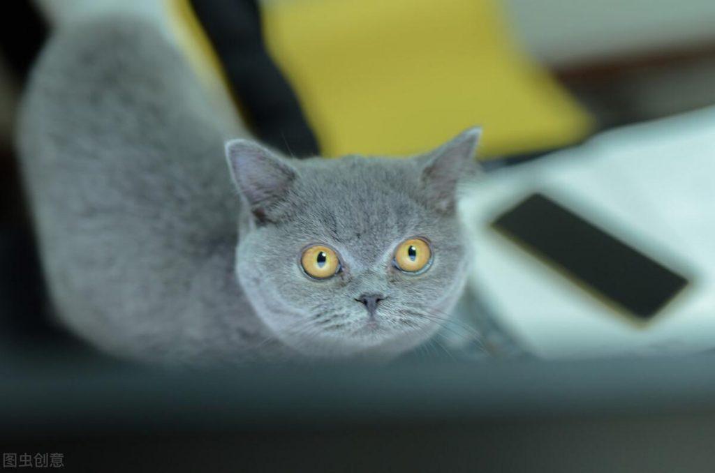 猫去宠物店驱虫多少钱?要注意的哪些问题?(图2)