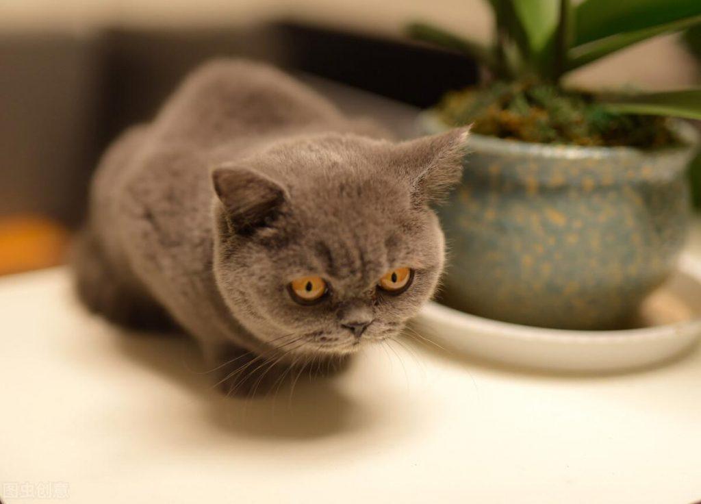 猫去宠物店驱虫多少钱?要注意的哪些问题?(图1)