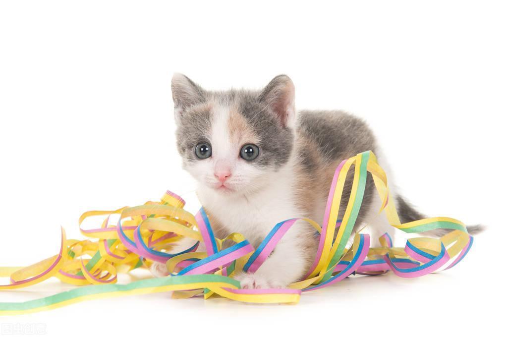 猫去宠物店驱虫多少钱?要注意的哪些问题?(图3)