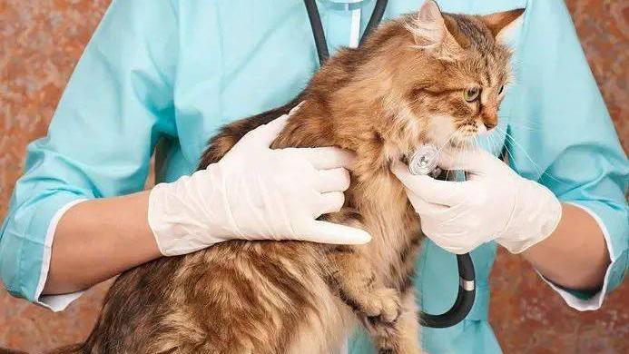 那猫咪正常的呼吸频率是多少,如何测量呢?(图1)