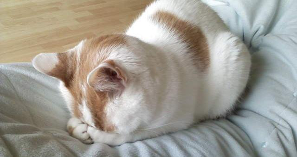 那猫咪正常的呼吸频率是多少,如何测量呢?(图2)