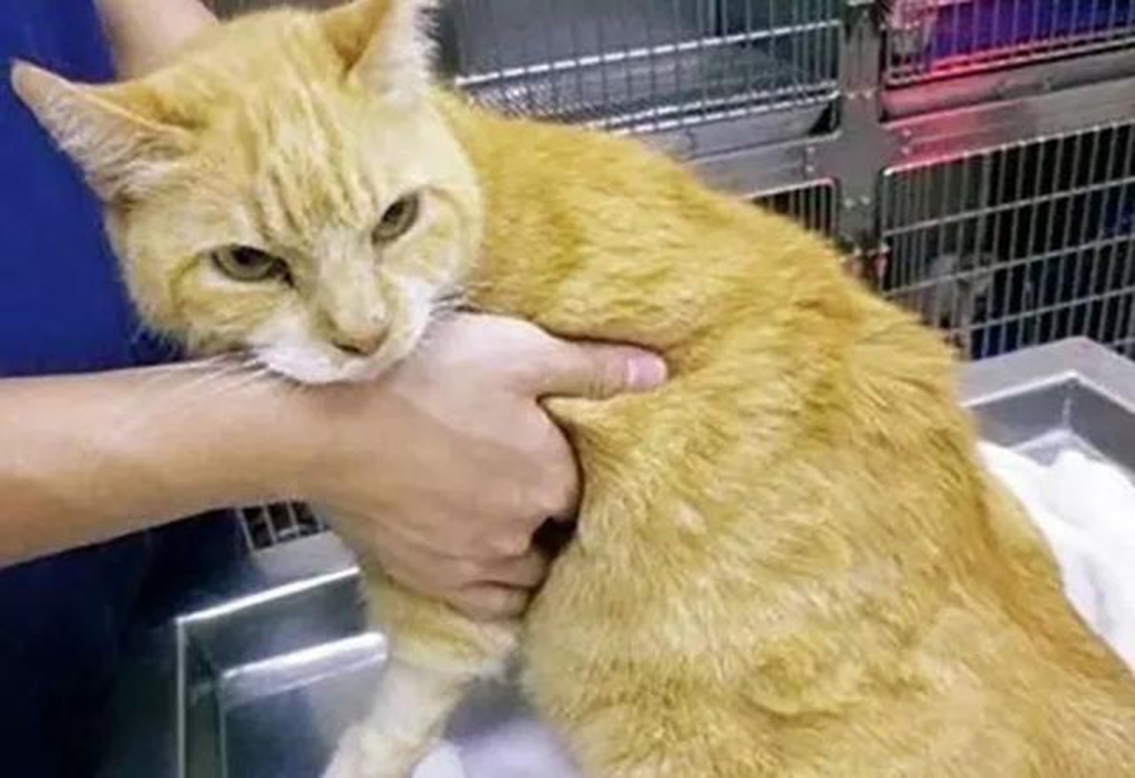 那猫咪正常的呼吸频率是多少,如何测量呢?(图3)