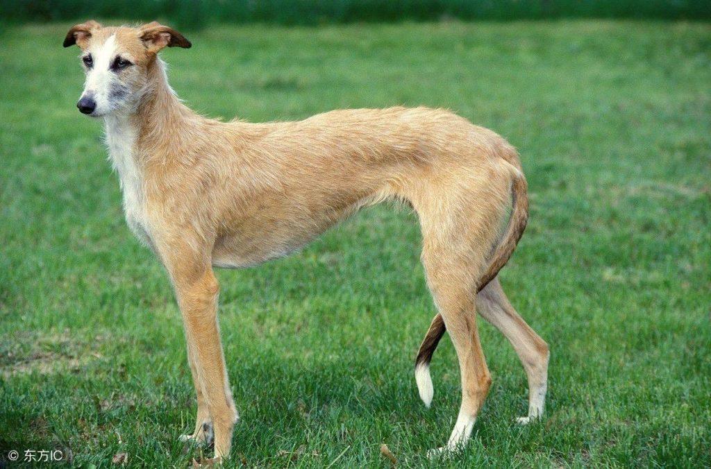 分享一些训练灵缇犬的经验,希望能帮助带大家!(灵缇犬如何饲养)(图1)