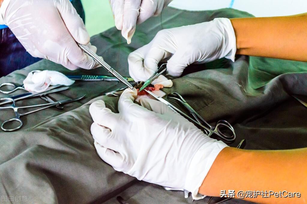 母猫绝育手术的过程是怎么样的?猫咪绝育后的注意事项(图2)