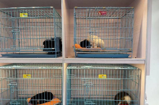 云求助|网曝成都一宠物店出售病猫病狗 老板回应:24小时内有病都可以退换(图1)