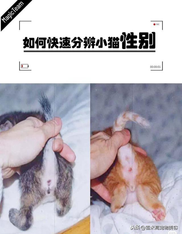 如何快速分辨小猫性别?教你一招,你学到了吗?(图1)